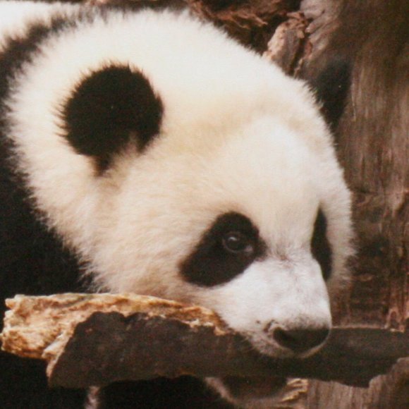 Panda Having Fun Day Photography - Picture 4 of 5